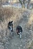 Two black and white border collies walking on a narrow dirt path surrounded by dry grass and leafless trees