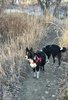 Two black and white border collies standing on a narrow dirt path surrounded by dry tall grass and leafless shrubs