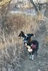 Two black and white border collies standing alert on a narrow dirt trail surrounded by dry grasses and leafless shrubs in a late autumn or early winter landscape