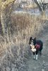 Black and white border collie wearing a red harness standing on a dirt trail beside dry grass and leafless bushes