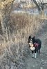 black and white border collie wearing a red harness standing on a dirt path surrounded by dry grass and leafless trees