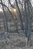 Sunlight filtering softly through bare trees in a quiet woodland with dry grass and scattered leaves on the ground