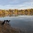 Two border collies by the edge of a calm river with fall-colored trees reflected in the water under a cloudy sky