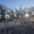 Sunrise shining through leafless trees over a frost-covered grassy meadow