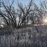 Sun setting behind leafless trees with tall dry grass in the foreground casting shadows in the golden light