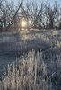 Low sun shining through bare trees over a field of tall dry grass with a dirt path winding through