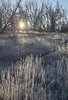 Sun partially visible through bare trees over a field of tall grasses with frost or dew glistening in the morning light