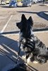 Black and white border collie sitting on a sidewalk in a parking lot, looking attentively toward the parked cars