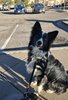 black and white border collie sitting on a sidewalk in a parking lot with cars in the background, looking attentively at the camera