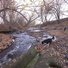 Two border collies exploring a leaf-covered creek bed with bare trees in late autumn