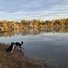 Two black and white border collies near the calm riverbank with autumn trees reflected in the water under a partly cloudy sky