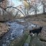 Black and white border collie walking on large fallen tree logs beside a gentle flowing creek surrounded by bare trees and scattered yellow leaves in late autumn