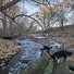 Two border collies standing on large fallen tree trunks at the edge of a gently flowing river surrounded by leafless trees and scattered dry leaves