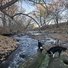 Two black and white border collies exploring near a flowing creek surrounded by leafless trees and fallen autumn leaves