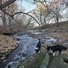 Two black and white border collies standing on large rocks by a shallow, flowing river surrounded by leaf-covered ground and leafless trees under a clear sky