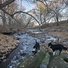 Two black and white border collies standing on large rocks beside a shallow river with bare trees and scattered fallen leaves along the banks