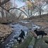 Two black and white border collies standing on rocks beside a shallow creek surrounded by leafless trees and fallen autumn leaves