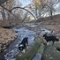 Two black and white dogs standing on large rocks in a shallow creek surrounded by leaf-covered banks and bare trees in late autumn