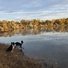 Two black and white border collies by the calm riverbank surrounded by dried grass and autumn-colored trees reflected in the water under a cloudy sky