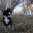 Two black and white border collies sitting closely together in a dry, leaf-covered forest clearing with bare trees and soft evening light