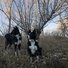 Two black and white border collies standing alert in dry grass with leafless trees and a clear sky in the background