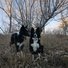 Two black and white border collies standing alert in dry grass under leafless trees at dusk
