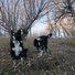 Two black and white dogs standing on a dry, leafy hillside under bare trees with soft light filtering through