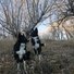 Two black and white border collies standing on a dry grassy forest floor with leafless trees and a pale blue sky in the background