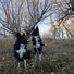 Two black and white border collies standing on a grassy, leaf-covered hillside with leafless trees and a pale blue sky in the background during late autumn or early winter