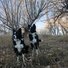 Two black and white border collies sitting and standing in a dry grassy area with leafless trees under a clear sky