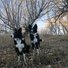 Two black and white border collies standing attentively on a leaf-covered forest path with bare trees and a clear sky in the background