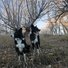 Two alert black and white border collies standing on a grassy slope with leafless trees in the background under a pale blue sky