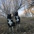 Two black and white border collies in a dry, leaf-covered wooded area with bare trees and muted evening light
