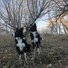 Two black and white border collies standing alert among dry grass and leafless trees on a late autumn or early winter day