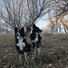 Two black and white border collies sitting and standing on dry grass with leafless trees in the background under a clear sky