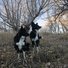 Two black and white border collies sitting and standing attentively among dry grass and leafless trees in a late autumn or early winter landscape