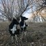 Two black and white dogs standing alert in a dry grassy area with leafless trees and late afternoon light in the background