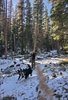 Person standing with a walking stick on a snow-dusted forest trail surrounded by tall pine trees, while two border collies run energetically in the foreground