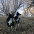 Two black and white border collies standing attentively among dry grass and leafless trees in a natural setting at dusk