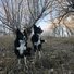 Two black and white dogs sitting attentively on a forest floor covered with dry grass and fallen leaves, with leafless trees in the background under a clear sky