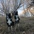 Two black and white border collies standing alert on a dry grassy hill with leafless trees and pale evening sky in the background