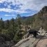 a black and white border collie standing on rocky terrain overlooking a landscape of pine and fir-covered hills under a partly cloudy sky