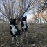 Two black and white border collies sitting attentively on a grassy slope with leafless trees and a clear sky in the background
