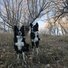 Two black and white dogs sitting on dry grass with leafless trees and a clear blue sky in the background