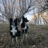 Two black and white border collies sitting alert on a grassy forest floor with leafless trees in the background during late autumn or early winter