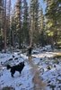 Person standing in a snowy forest clearing with a walking stick, accompanied by a black dog, surrounded by tall evergreen trees and patches of snow on the ground