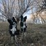Two black and white border collies sitting attentively on a dry grassy slope with leafless trees and a pale blue sky in the background