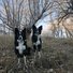 Two black and white border collies standing on a grassy slope with leafless trees and a pale blue sky in the background