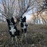 Two black and white border collies standing on dry grass and leaves with leafless trees in the background during late autumn or early winter