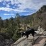 Two black and white dogs standing on rocky terrain overlooking a pine forest and distant mountains under a partly cloudy sky